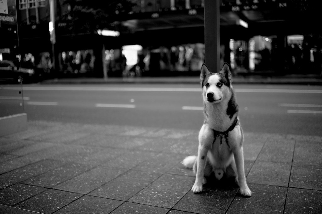 Leica M9-P with Zeiss 50mm Planar F2.