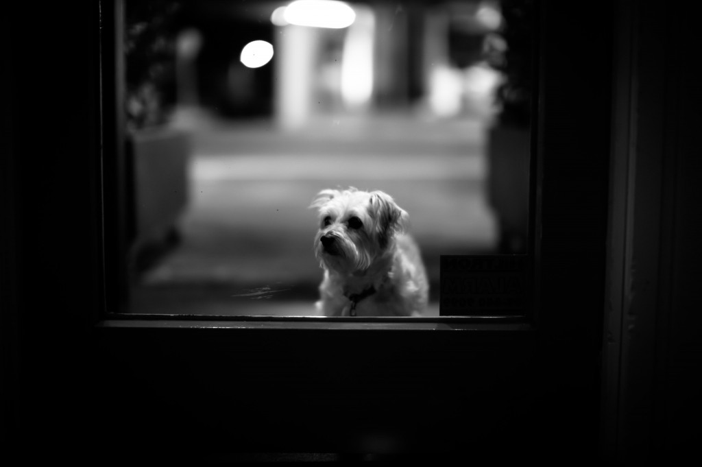 Leica M Monochrome with 50mm Noctilux 0.95