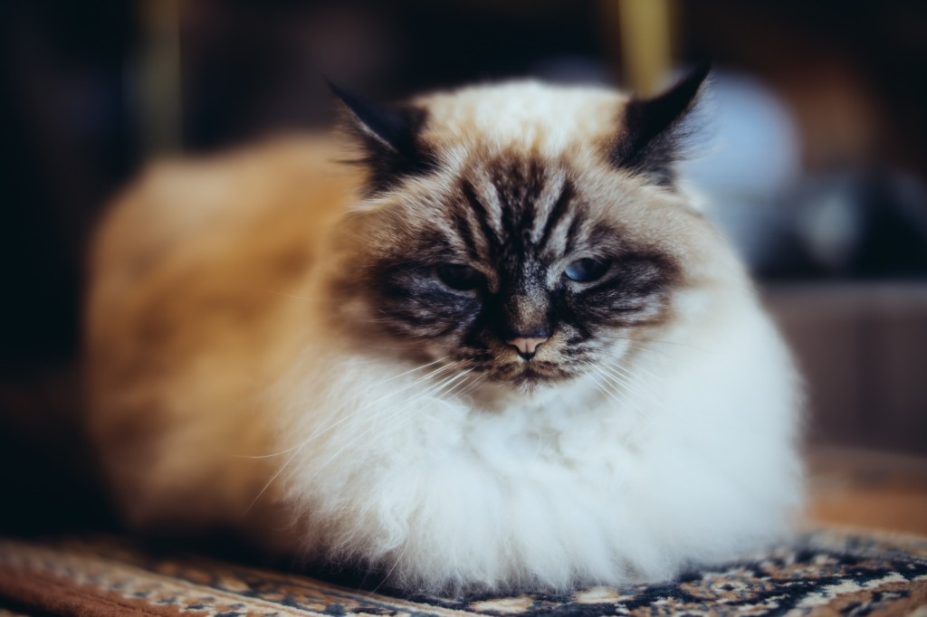Sony A7 with Zhongyi Mitakon 50mm F0.95.